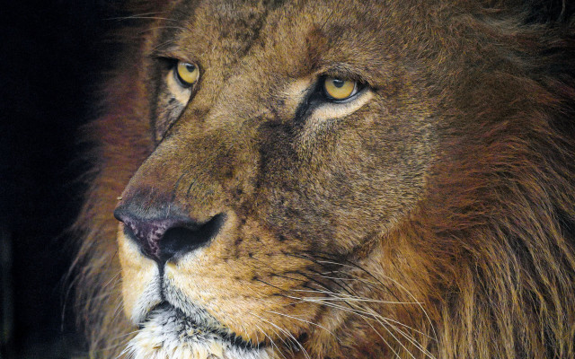 Lion closeup cataleopard naturalism airbrush free wallpaper - medium preview image