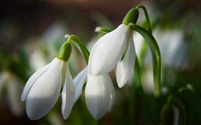 White flowers vase macro bokeh free wallpaper - medium preview image