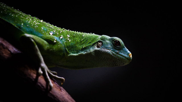 Green lizard holography macro animal free wallpaper - medium preview image