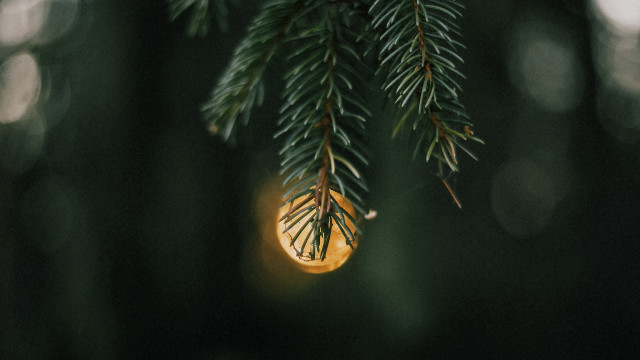 Pine branch light bulb microscopic free wallpaper - medium preview image
