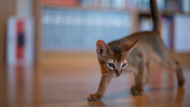 Cat wooden floor bookshelf blurry free wallpaper - medium preview image