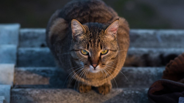 Cat stairs yellow eyes blurry free wallpaper - medium preview image