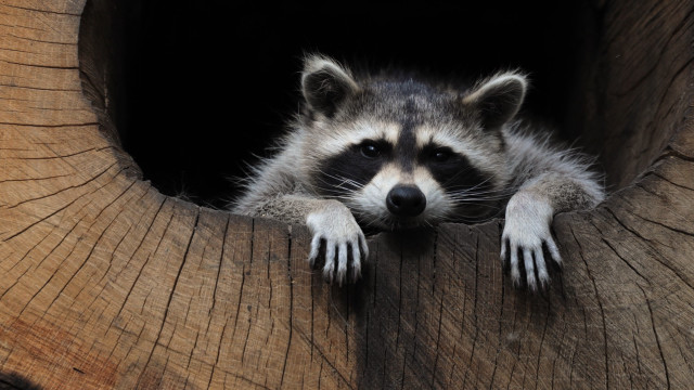Raccoon peeking tree hollow animal free wallpaper - medium preview image