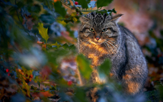 Cat forest leaves berries sunny free wallpaper - medium preview image