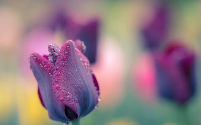 Purple flower water droplets macro #35 free wallpaper - medium preview image