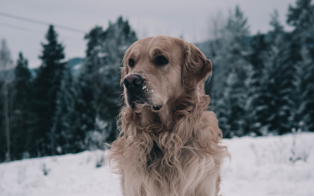 Dog snow trees winter portrait free wallpaper - medium preview image