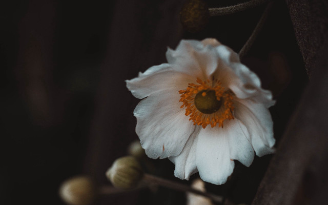 White flower yellow center tree free wallpaper - medium preview image