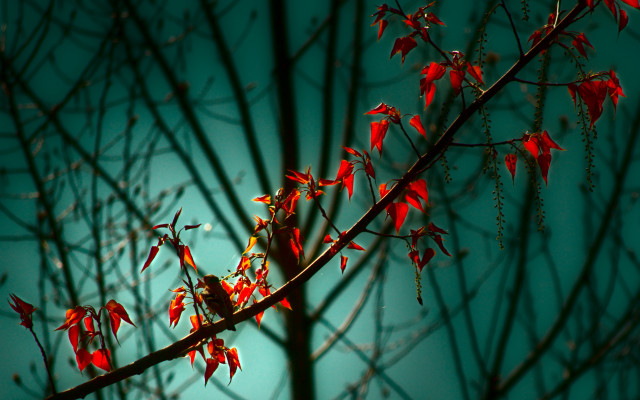 Tree branch red leaves blue free wallpaper - medium preview image