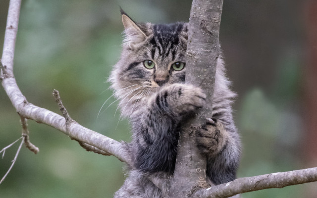 Cat climbing tree sad look free wallpaper - medium preview image