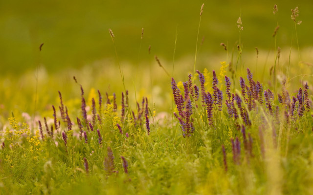 Wildflowers grass bird greenfield tiltshift free wallpaper - medium preview image