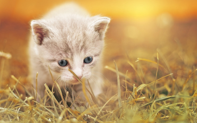 Small kitten grassy field stick free wallpaper - medium preview image
