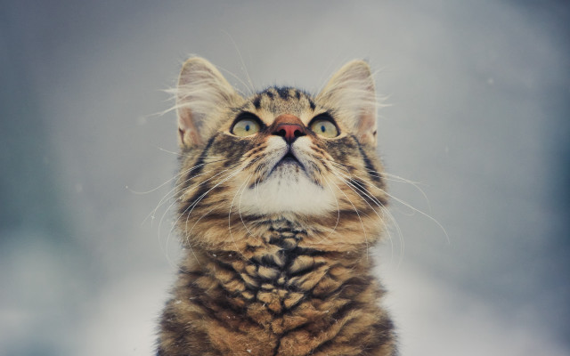 Surprised cat blue eyes microscopic free wallpaper - medium preview image