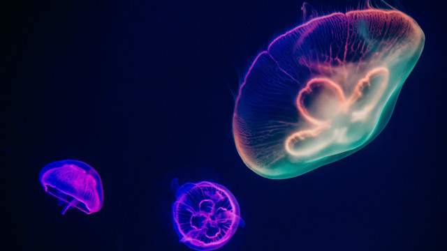 Jellyfish hologram biome luminous planet free wallpaper - medium preview image