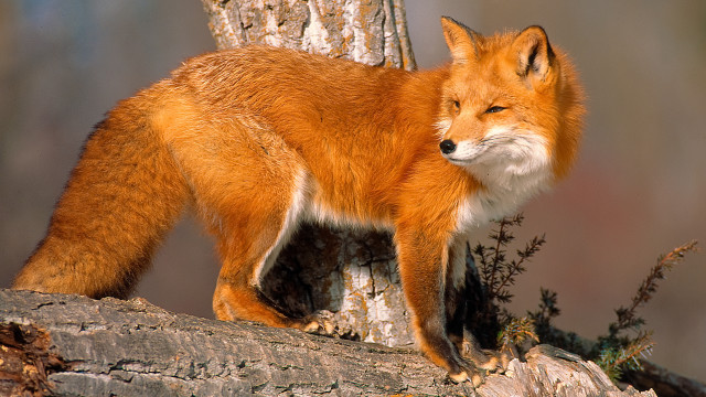 Red fox tree branch forest free wallpaper - medium preview image