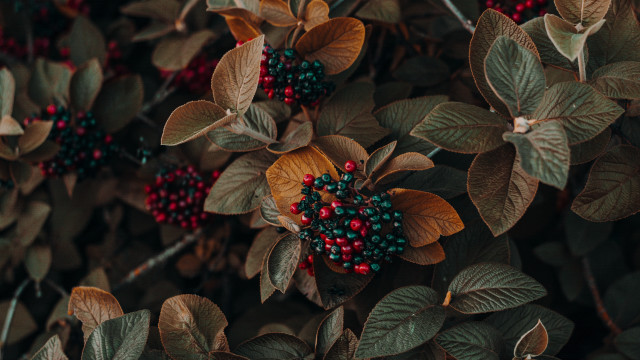 Bush berries leaves butterflies bee free wallpaper - medium preview image