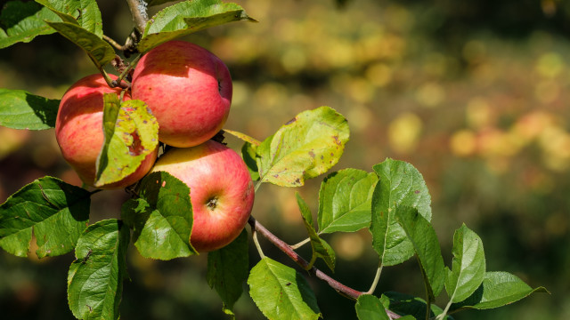 Apple branch leaves fall vibrant free wallpaper - medium preview image