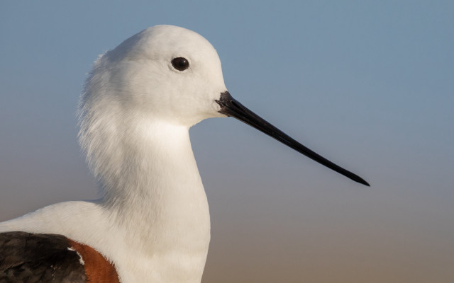 White bird brown patch portrait free wallpaper for desktop - medium preview image