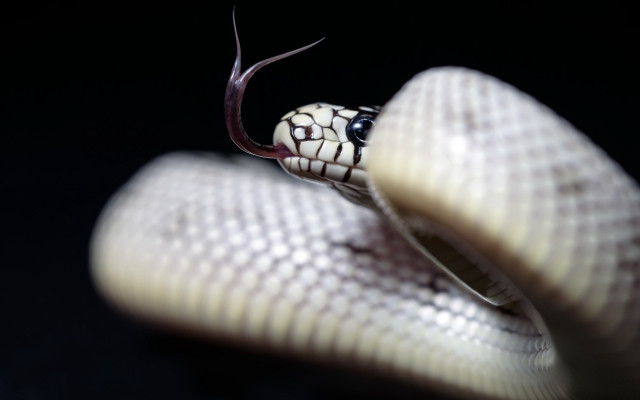 White snake black background macro free wallpaper - medium preview image