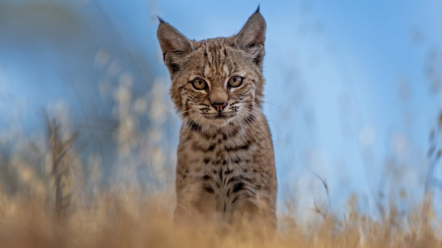 Small cat tall grass blue free wallpaper - medium preview image