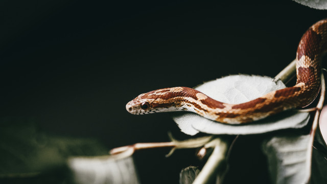 Cobra snake leaf branch white free wallpaper - medium preview image