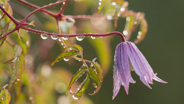 Purple flower water droplets macro #34 free wallpaper - medium preview image