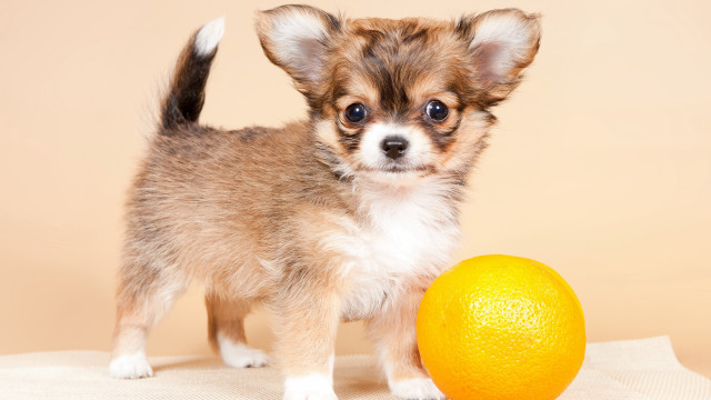 Small dog orange tablecloth beige free wallpaper - medium preview image