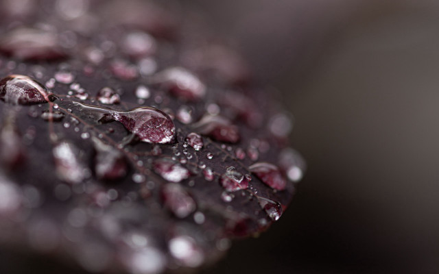 Leaf water drops macro dark free wallpaper - medium preview image