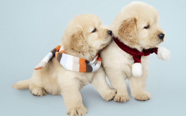 Puppies scarfs hats blue background free wallpaper - medium preview image