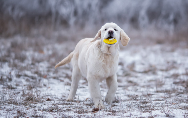 White dog yellow frisbee snow free wallpaper - medium preview image