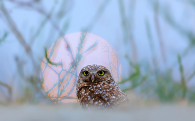 Small owl egg bokeh nature free wallpaper - medium preview image
