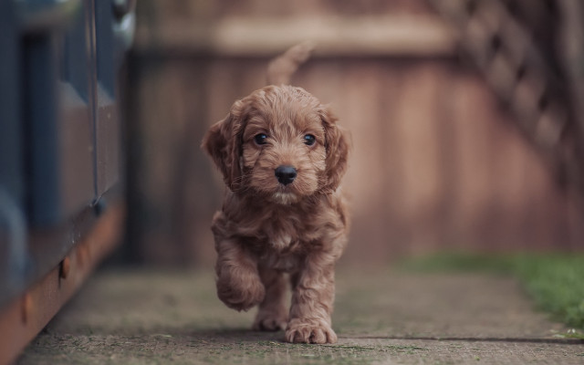 Brown puppy running sidewalk wooden free wallpaper - medium preview image