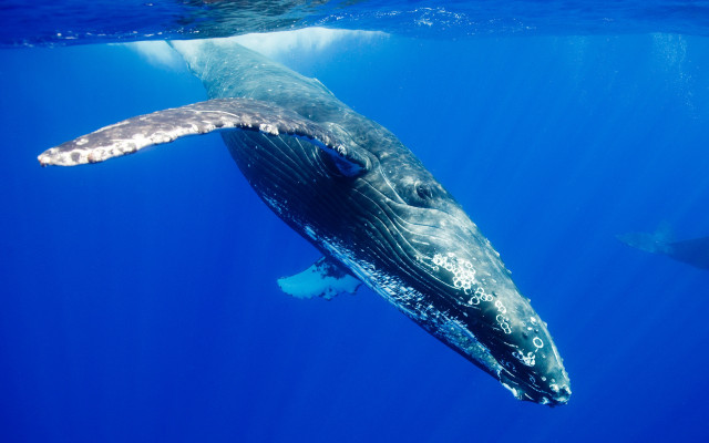Whale diver underwater blue sky free wallpaper - medium preview image