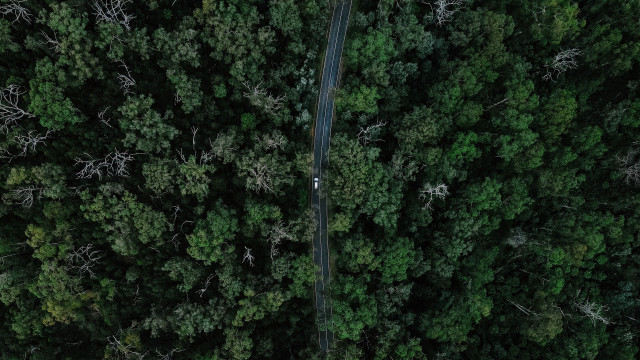 Car forest road tilt shift free wallpaper - medium preview image
