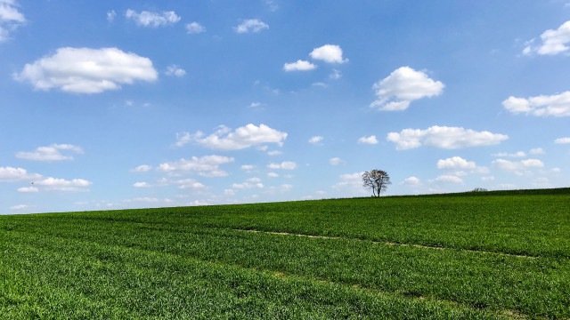 Lone tree green field blue #19 free wallpaper - medium preview image