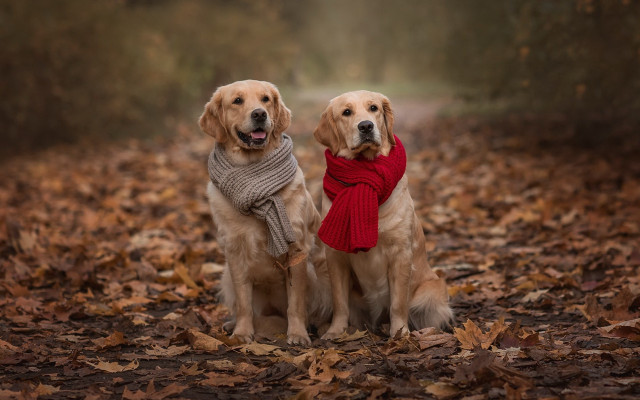 Dogs leaves woods scarves foggy free wallpaper - medium preview image