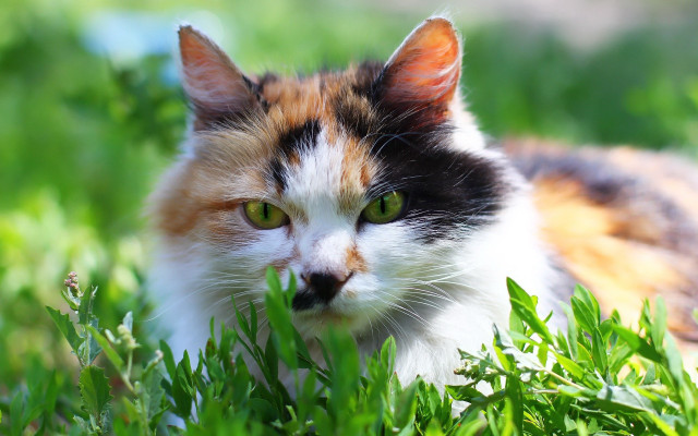Cat green eyes grass sad free wallpaper - medium preview image