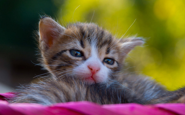 Blue eyed kitten curious look free wallpaper - medium preview image