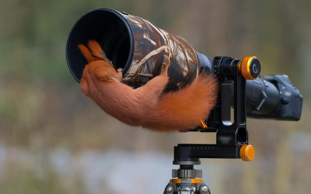 Bird camera cup tripod microscopic free wallpaper - medium preview image