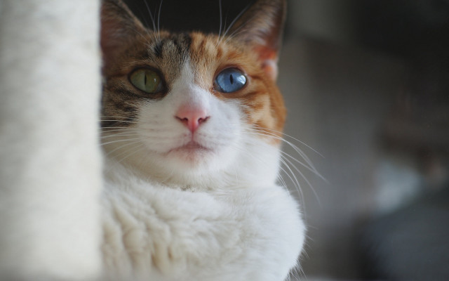 White cat blue eyes scratching free wallpaper - medium preview image