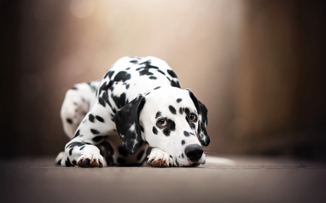 Dalmatian puppy laying photorealistic animal free wallpaper - medium preview image