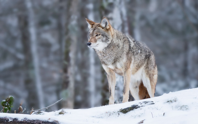 Wolf snowy woods primitivism photography free wallpaper - medium preview image