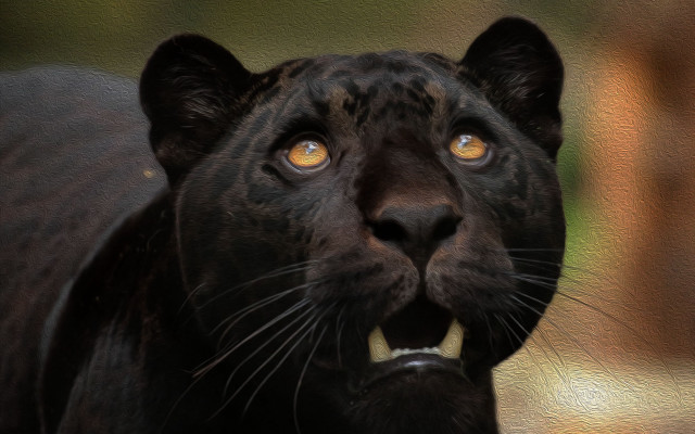 Black leopard yellow eyes looking free wallpaper - medium preview image