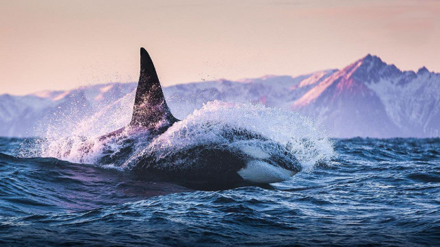Large shark mountains ocean pink free wallpaper - medium preview image