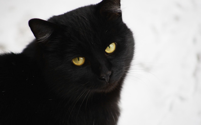 Black cat yellow eyes snow free wallpaper - medium preview image