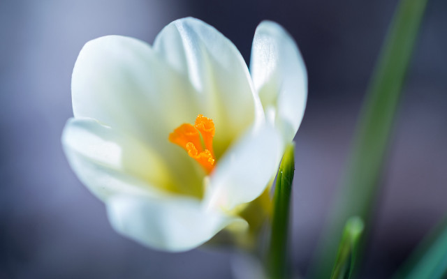 Flower yellow center macro shallow free wallpaper - medium preview image