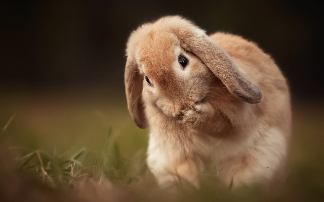 Small rabbit in grass looking free wallpaper - medium preview image