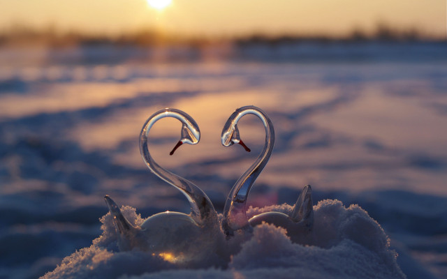 Swans heart snow sunset backlit free wallpaper - medium preview image