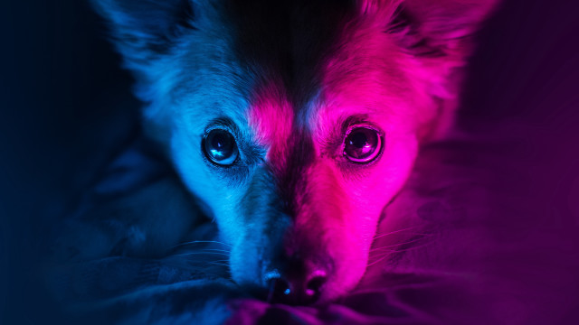 Dog neon pink blue light free wallpaper - medium preview image
