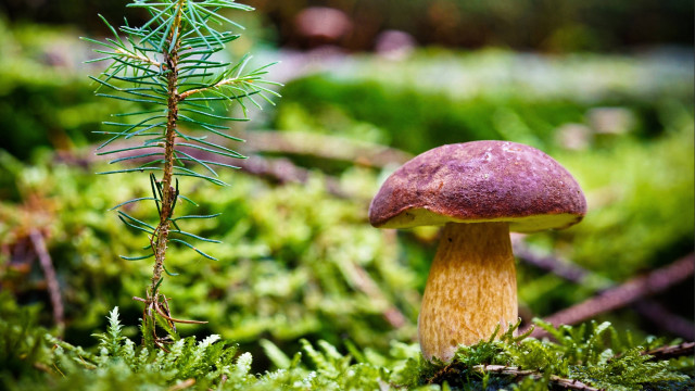 Mushroom forest pinecone macro bokeh free wallpaper - medium preview image