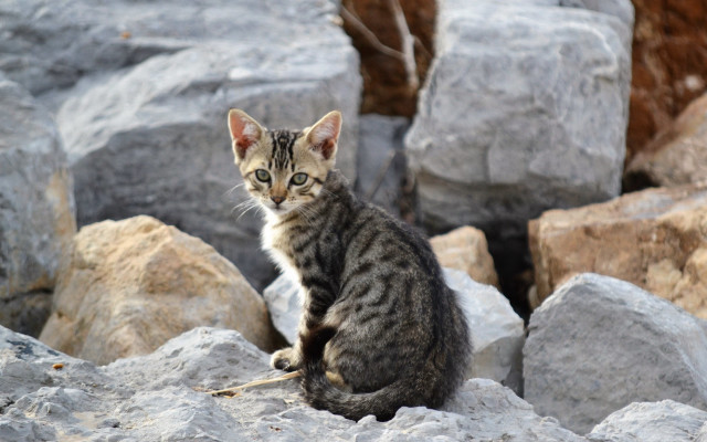 Kitten rocks tree wall beach free wallpaper - medium preview image